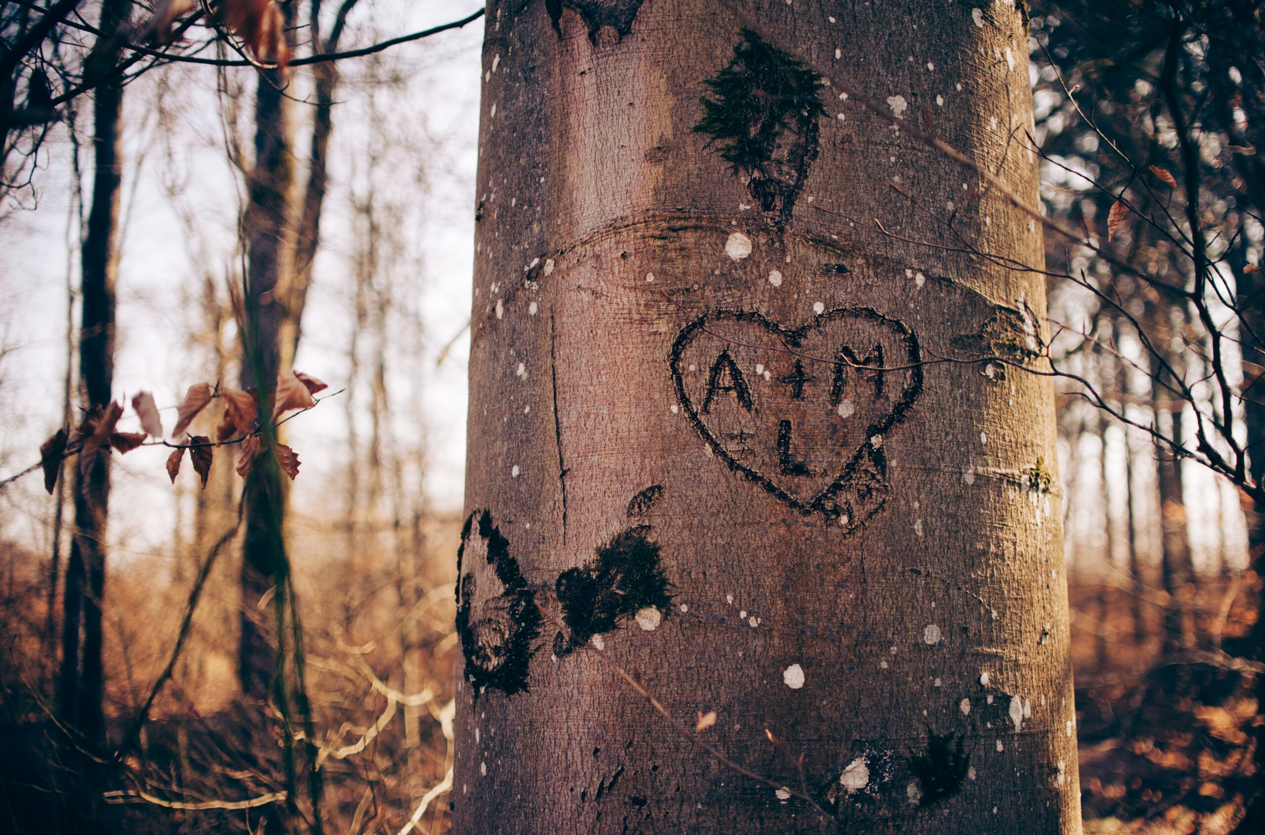 Baum mit reingeritzten Anfangsbuchstaben im Herz