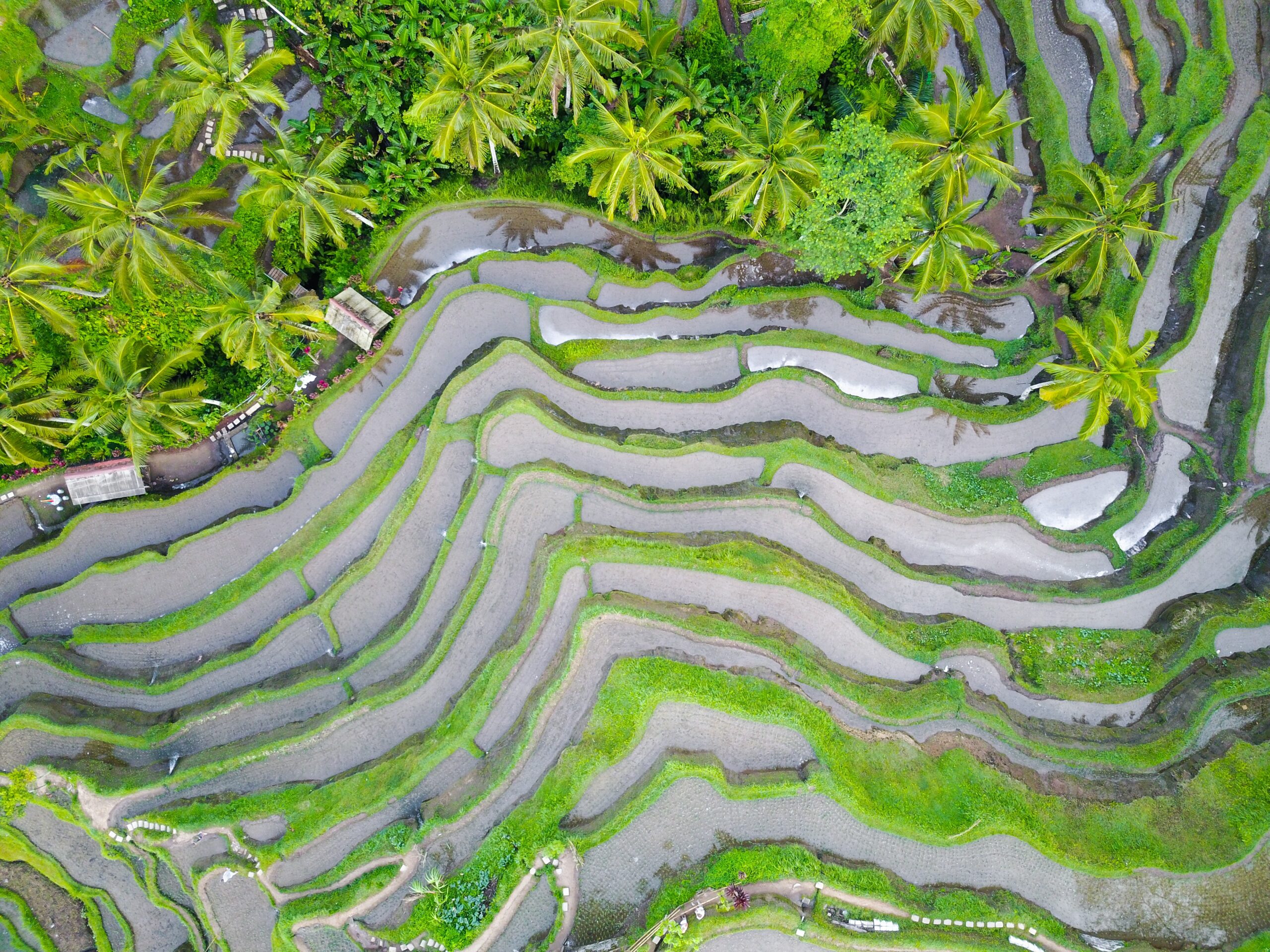 Grüne Reis Terrassen auf Bali.
