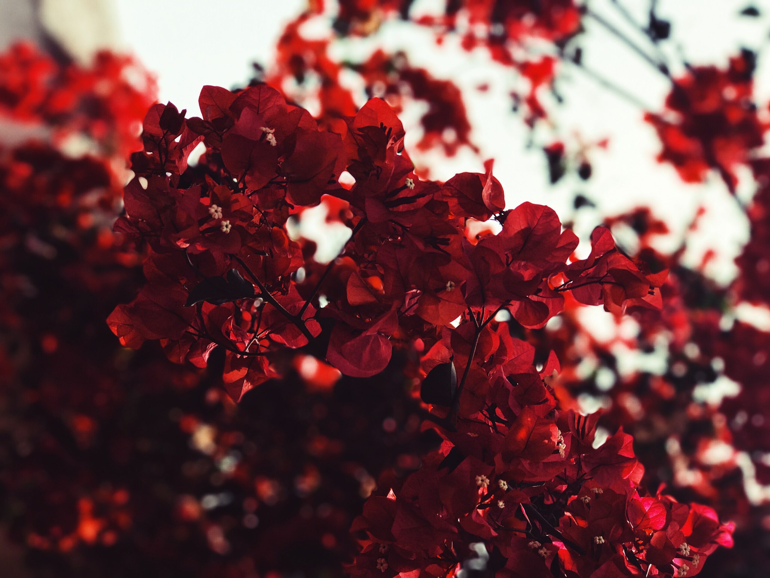 Strauch mit Roten Blüten.