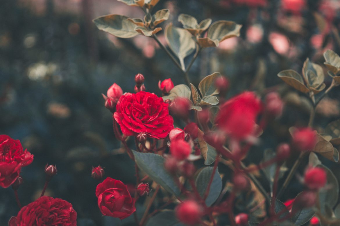 Rote Rosen Busch