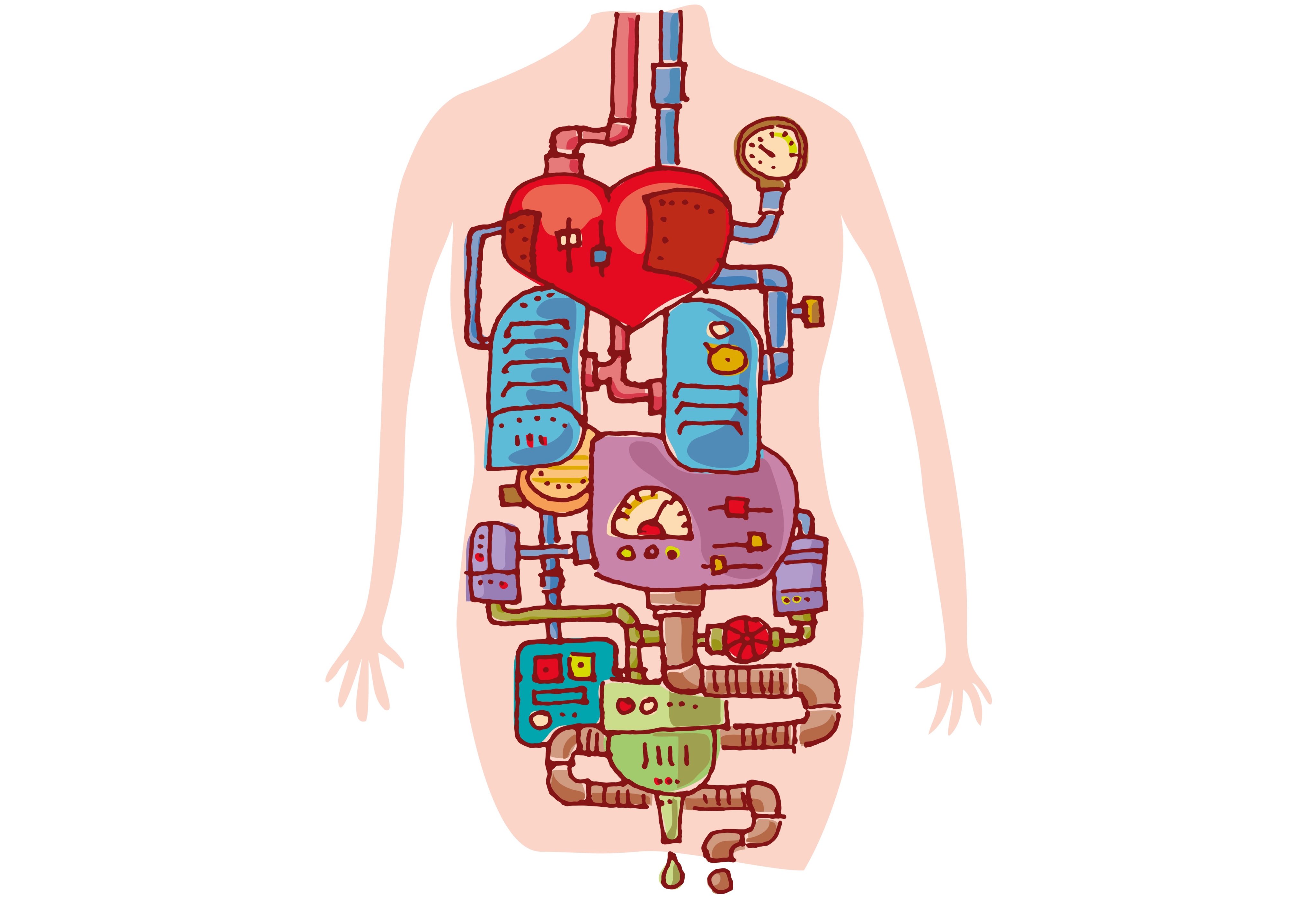 Gesundheit Stress: Körper Organe Leitungen