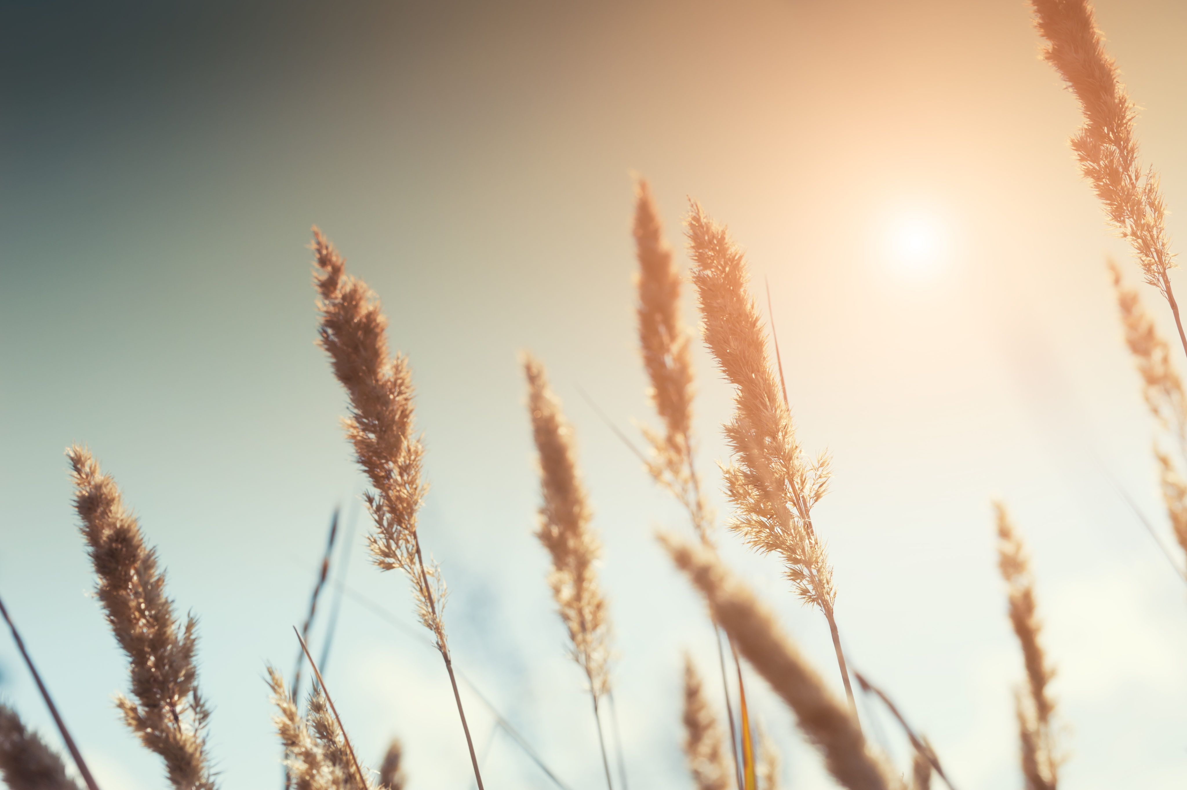 Pollenallergie Erklärung: Gras Getreide Sonne