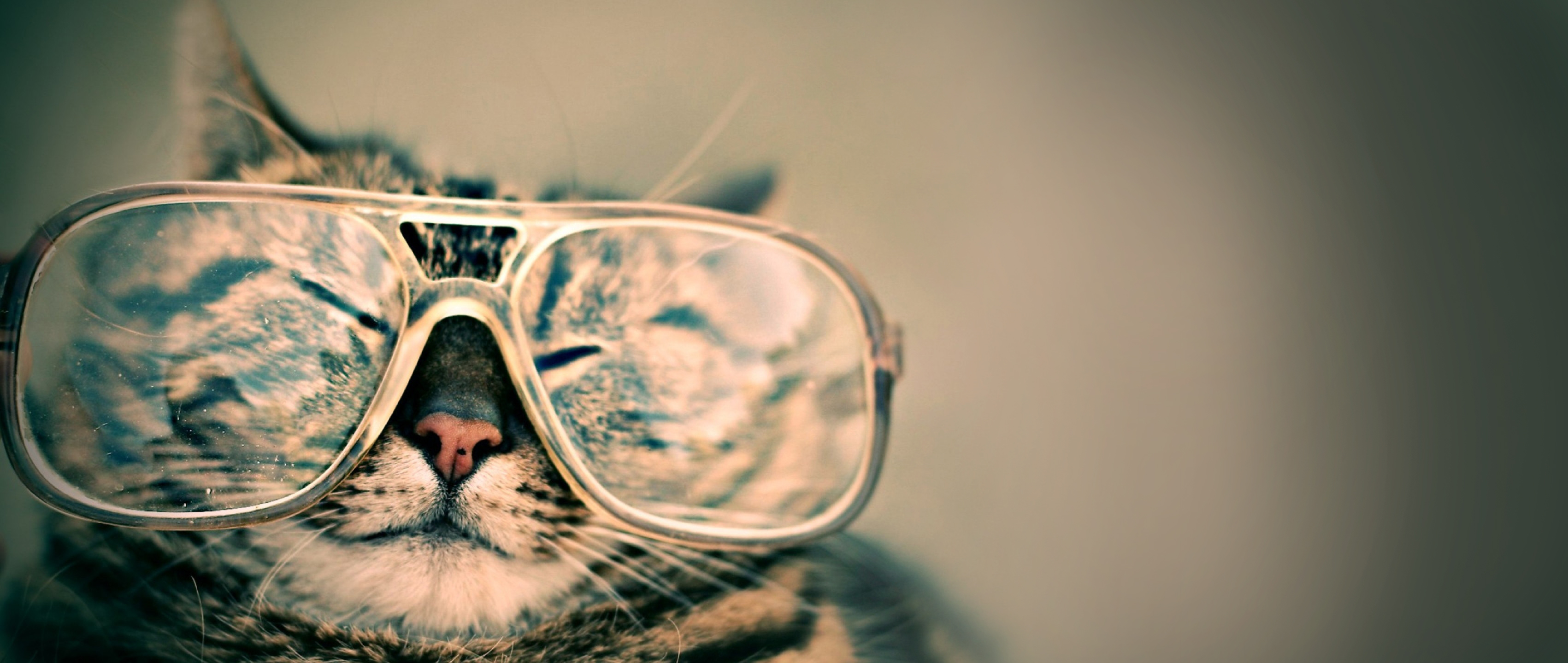 Katze Brille