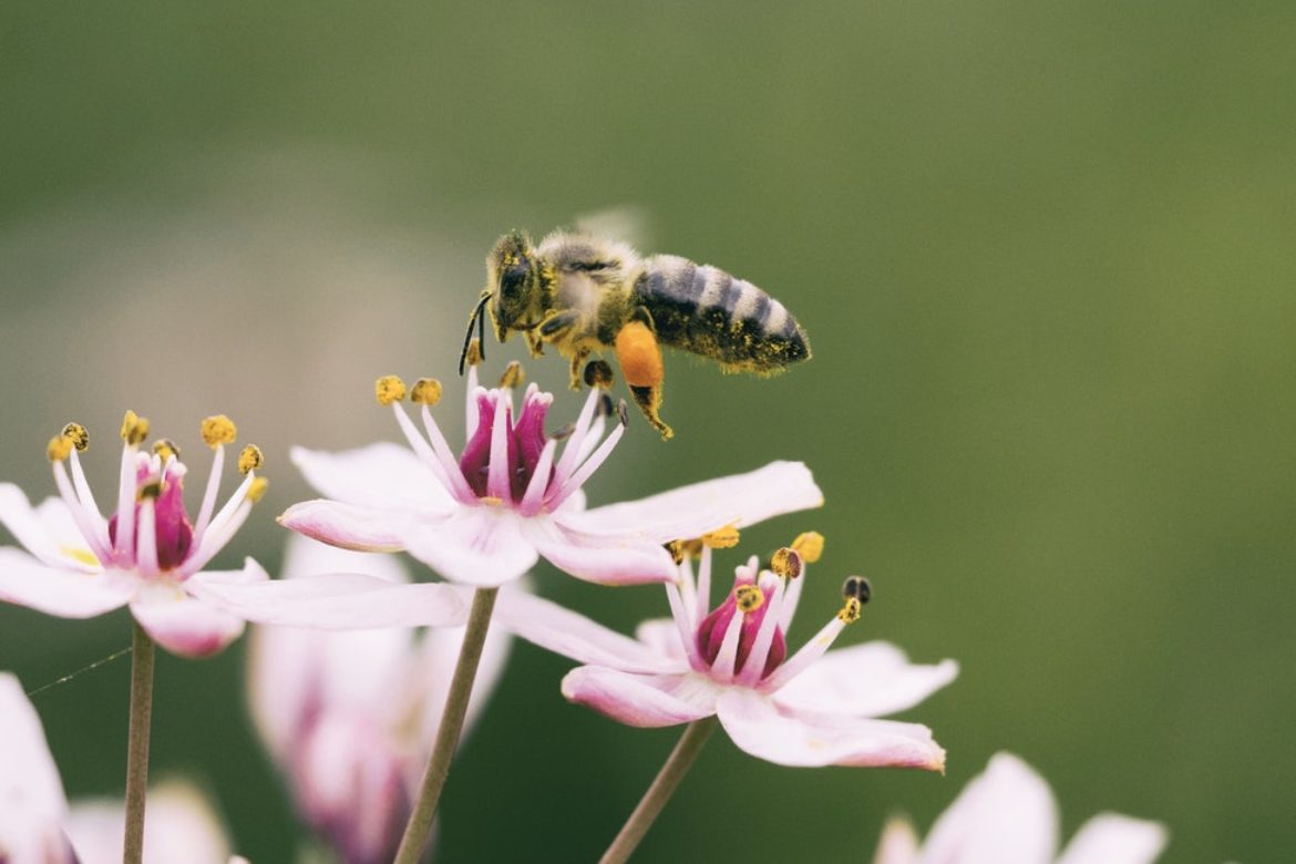 eine Biene auf Blüte
