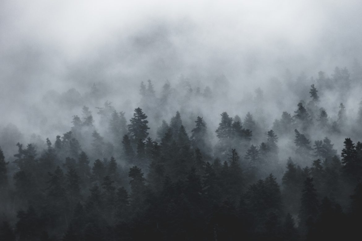 Nebel in einem Tannenwald.