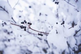 Blaue Beeren am Strauch mit Schnee bedeckt.