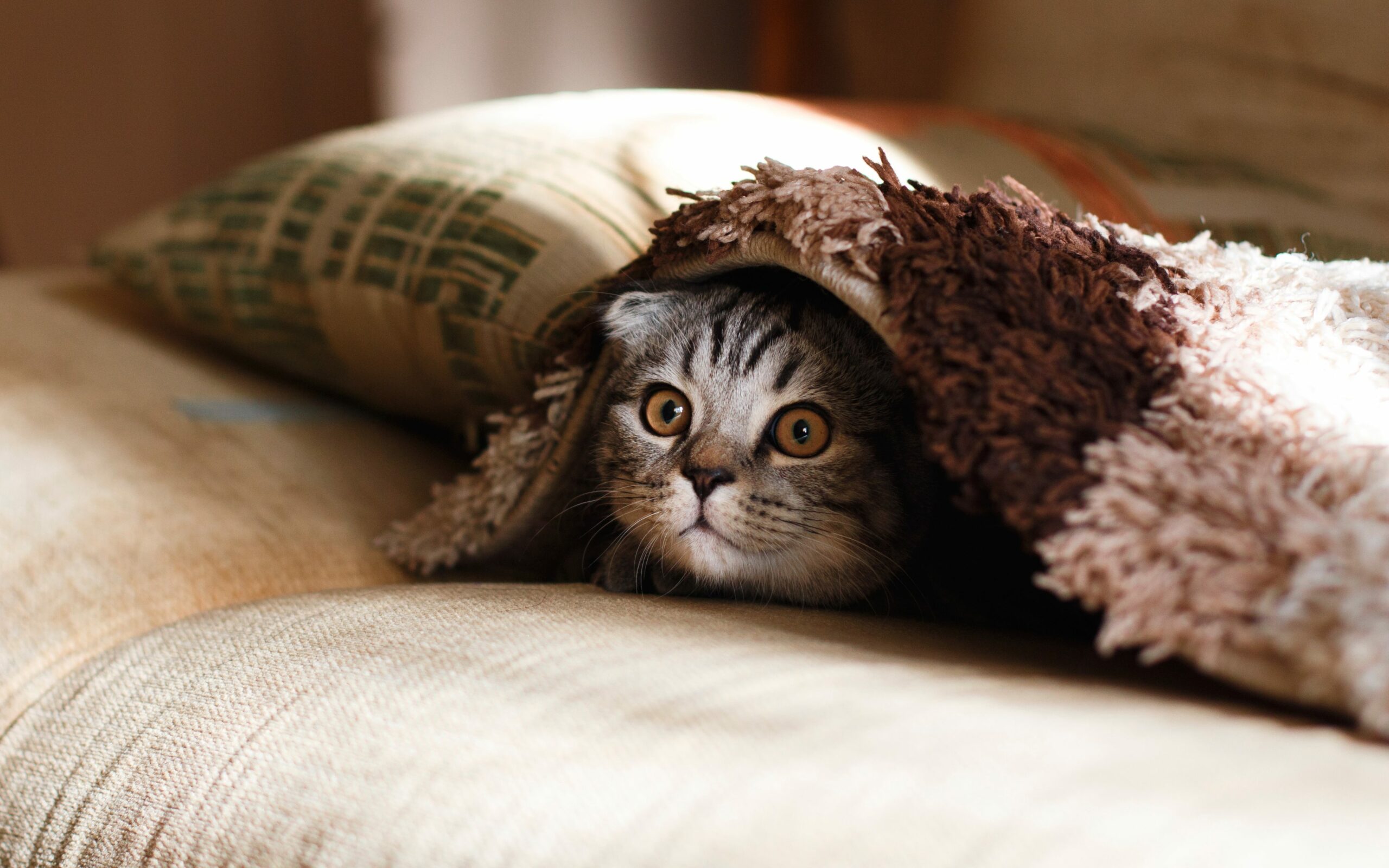 Kätzchen das sich unter einer Decke versteckt.