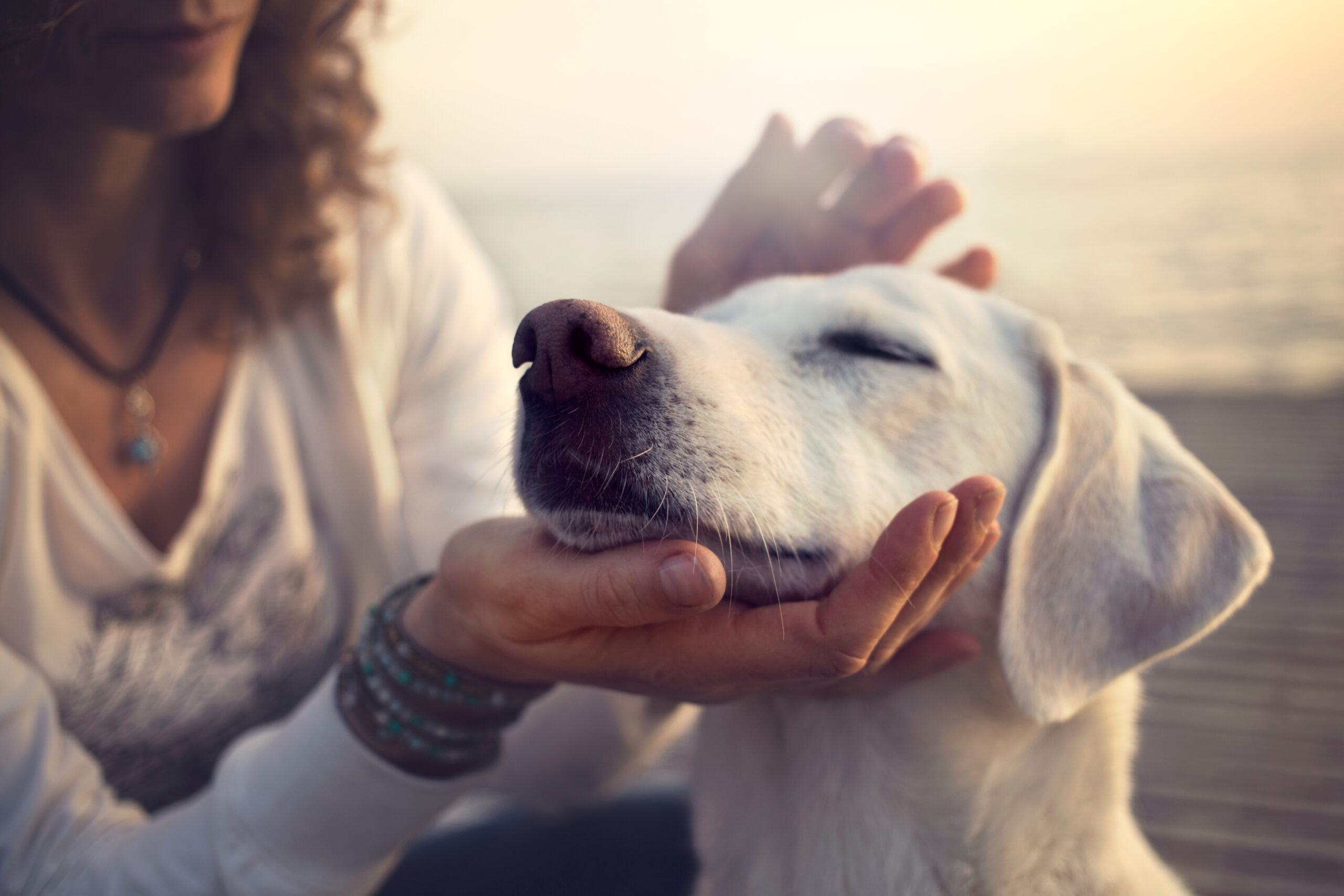 Eine Frau hält den Kopf eines weissen Labradors in der Hand und streichelt den Hund am Strand und Meer.