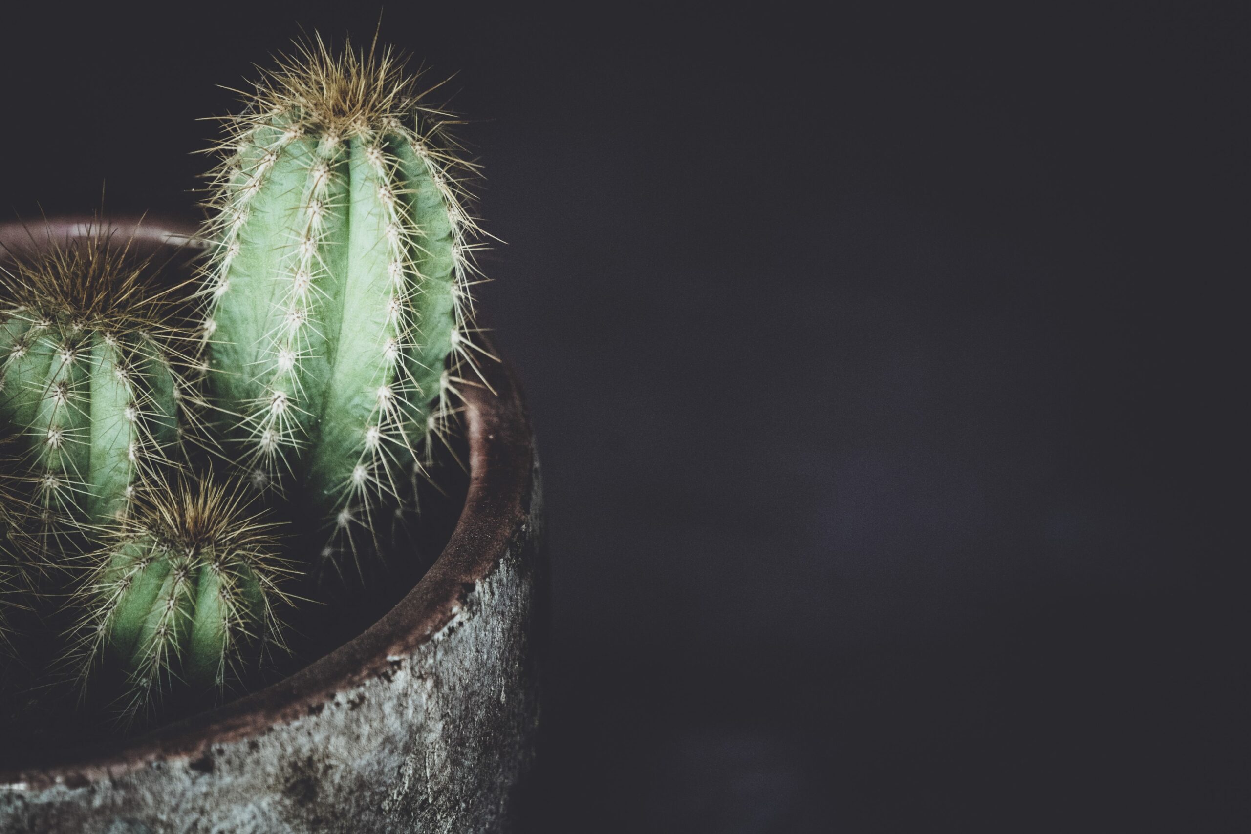 Schamhaarentfernung Mann: Kaktus vor schwarzem Hintergrund