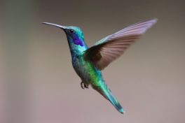 Fliegender Kolibri - Schilddrüsenüberfunktion - Ständig auf 180?
