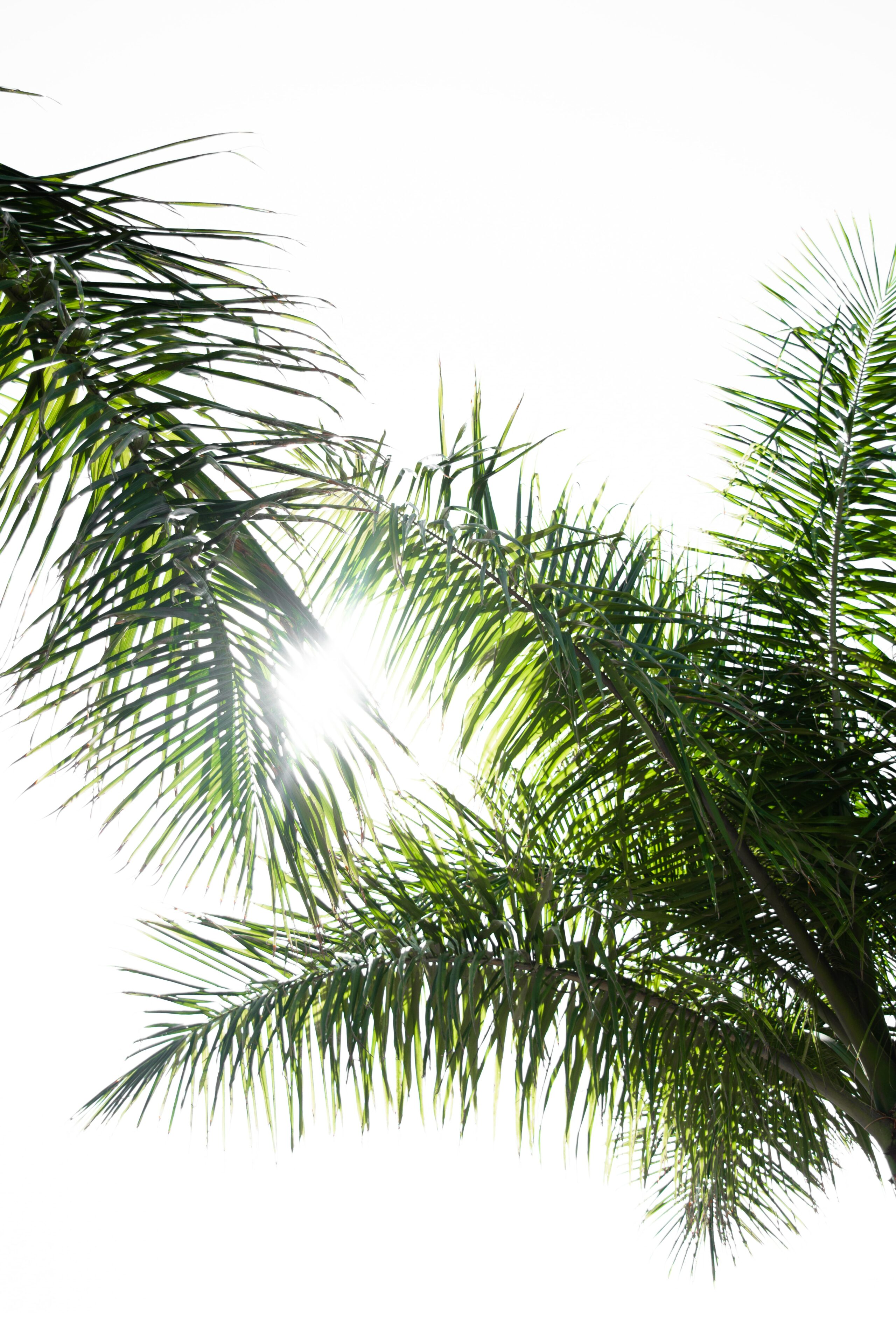 Palmenblätter in der Sonne