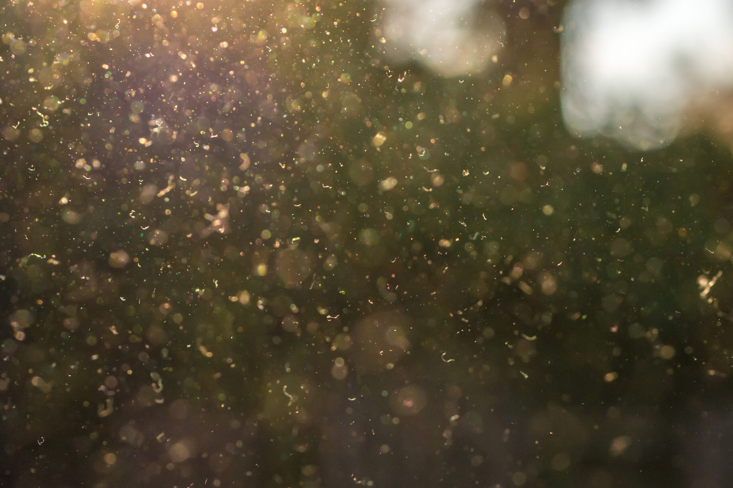 Pollen in der Luft im Gegenlicht