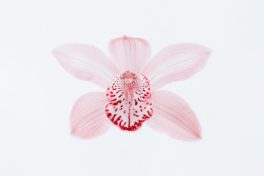 Scheideninfektion behandeln: rosa Blüte einer Orchidee