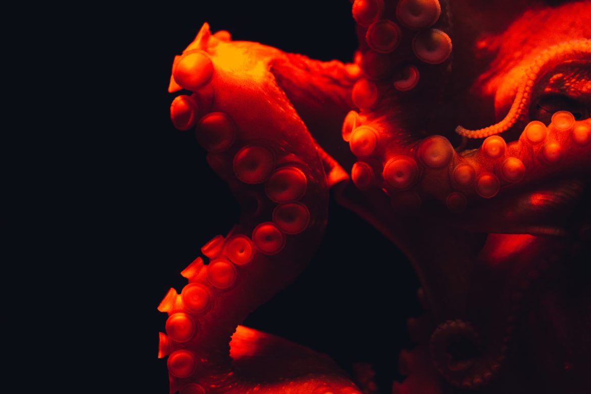 Angststörungen erkennen: roter Oktopus in schwarzem Wasser