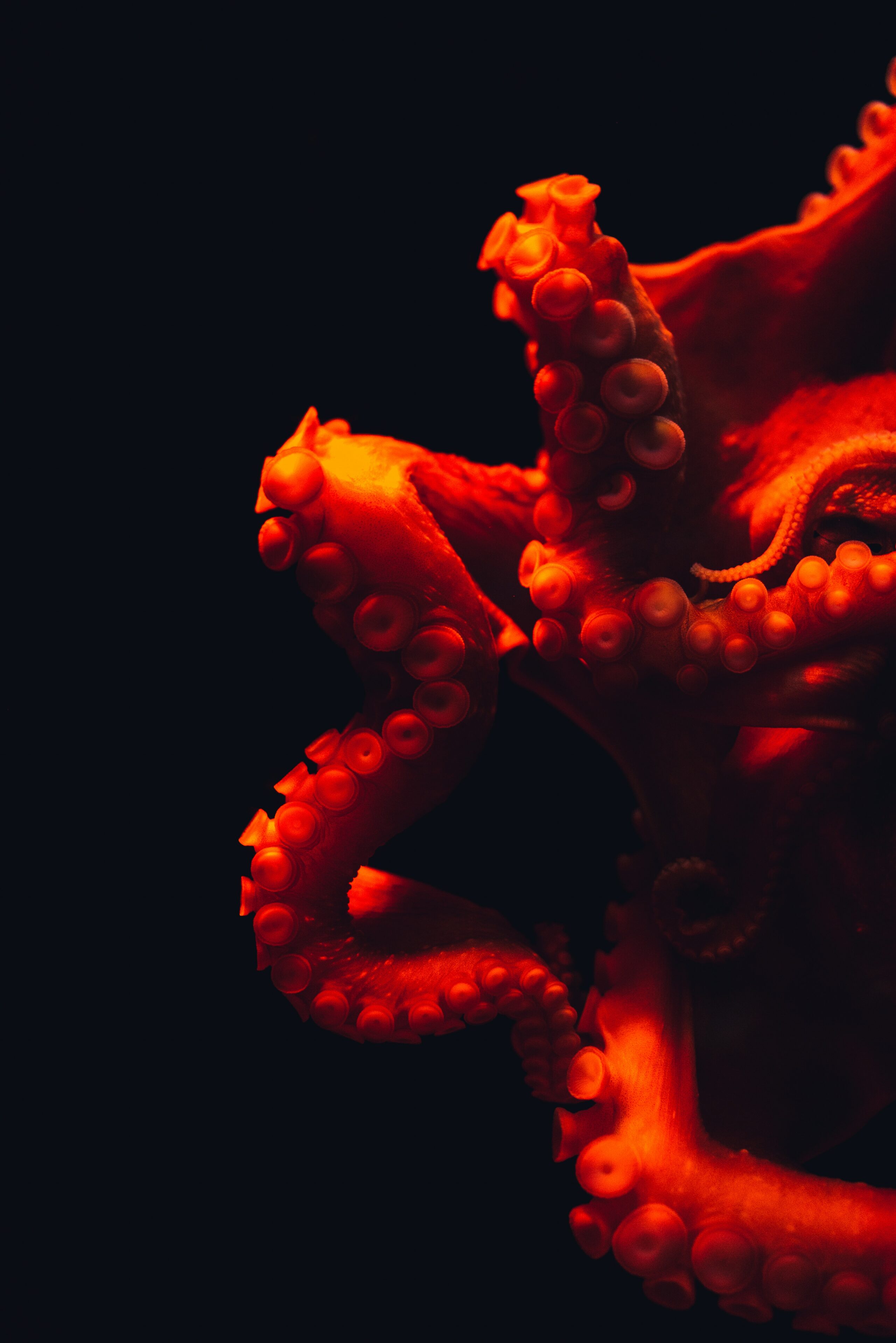 Angststörungen erkennen: roter Oktopus in schwarzem Wasser