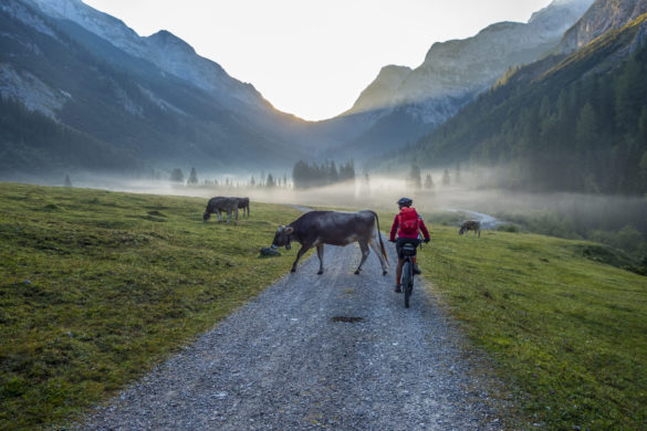 E-Bike Sport: Velofahrer auf einem Weg mit Kühen vor einer Bergkulisse
