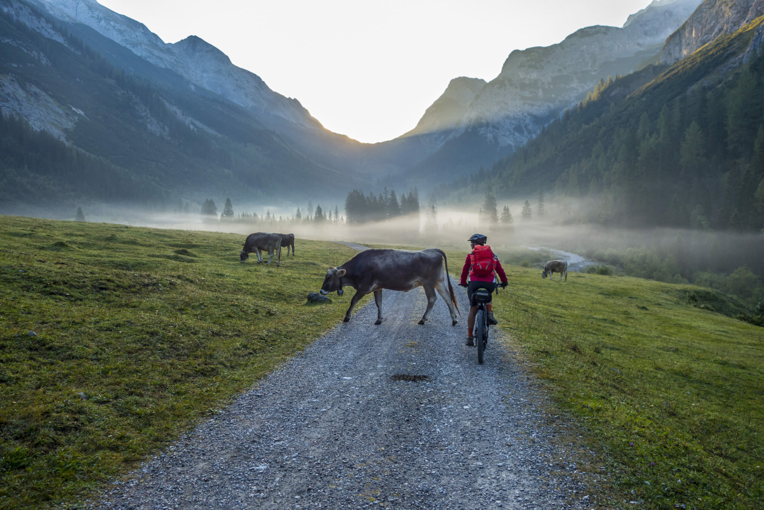 E-Bike Sport: Velofahrer auf einem Weg mit Kühen vor einer Bergkulisse