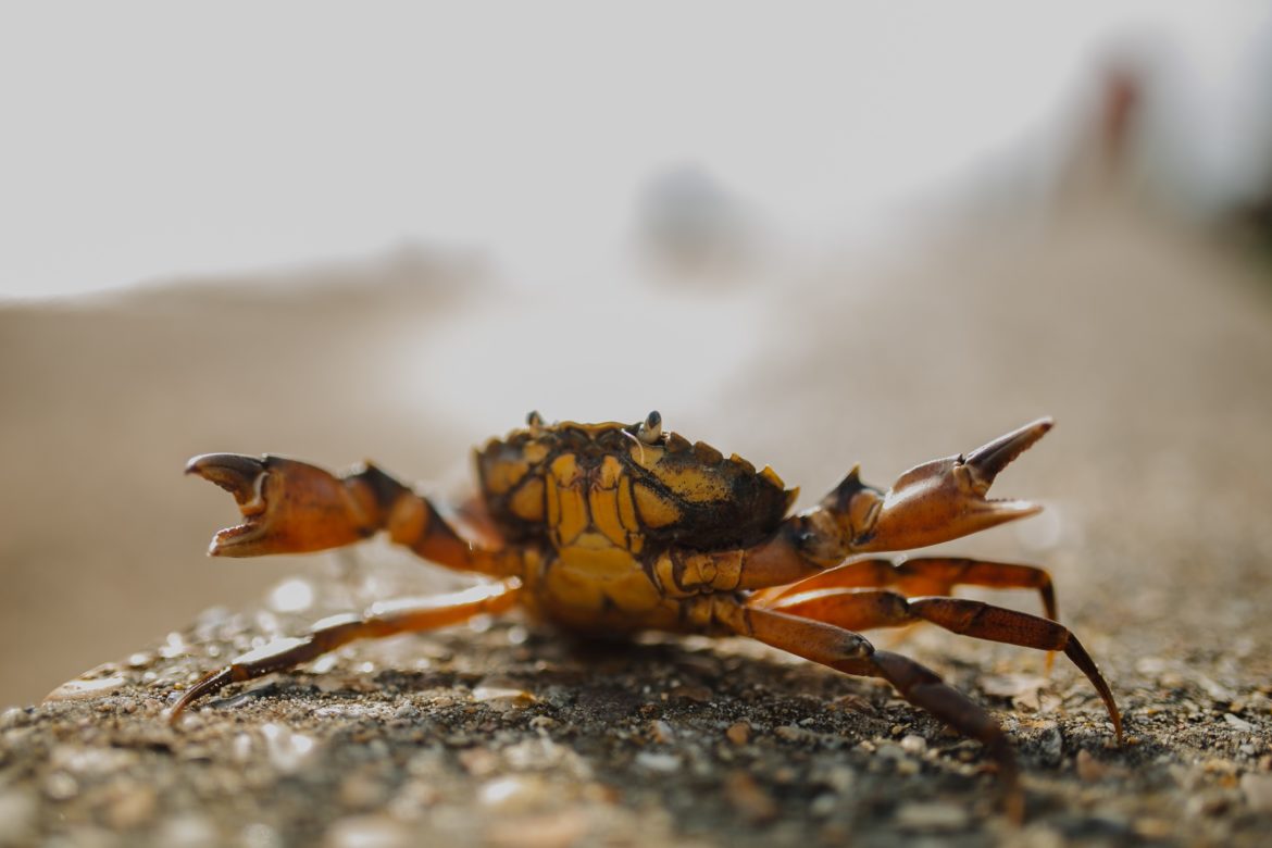 Nahrungsmittelallergien: Krabbe in Angriffsposition