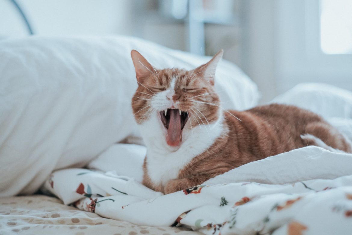 orange Katze im Bett gähnt