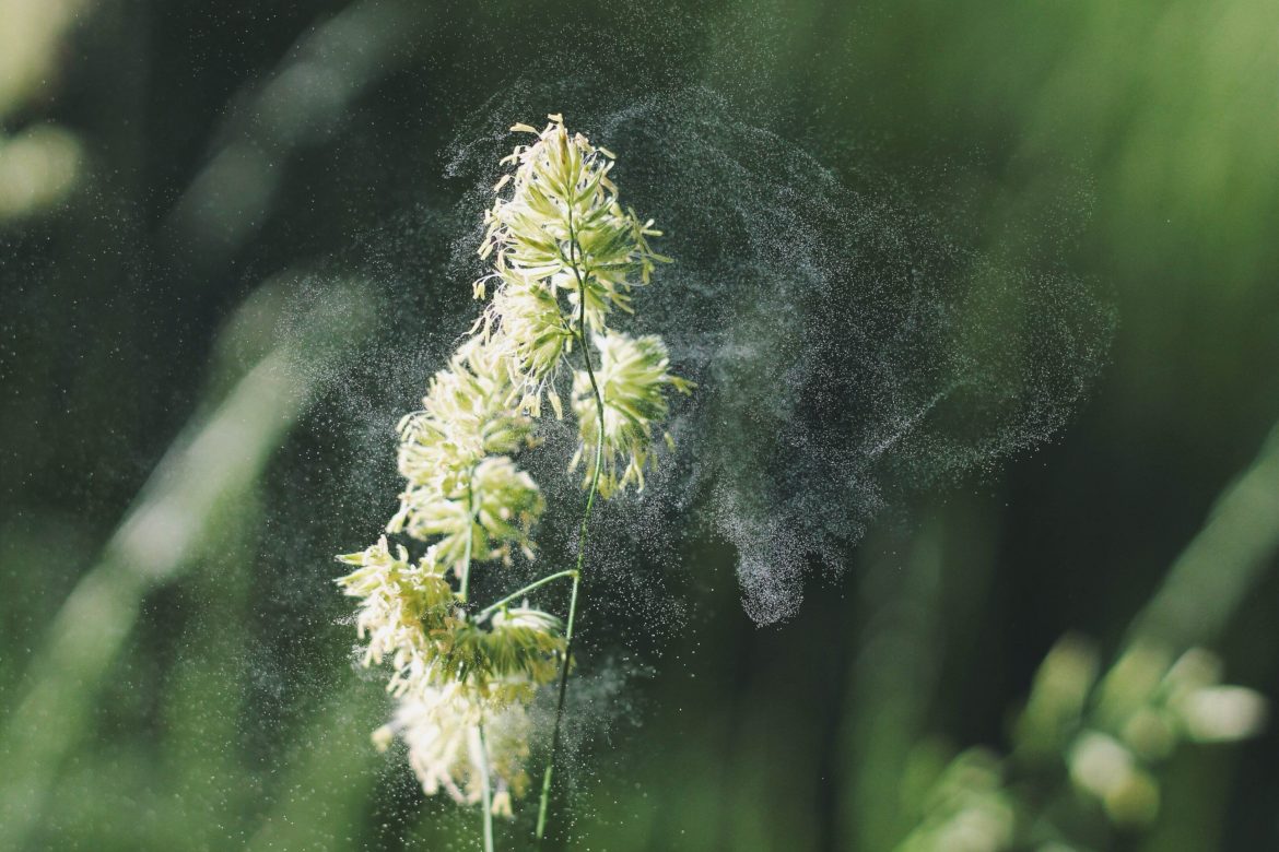 Desensibilisierung Heuschnupfen: Pflanze mit aufsteigenden Pollen