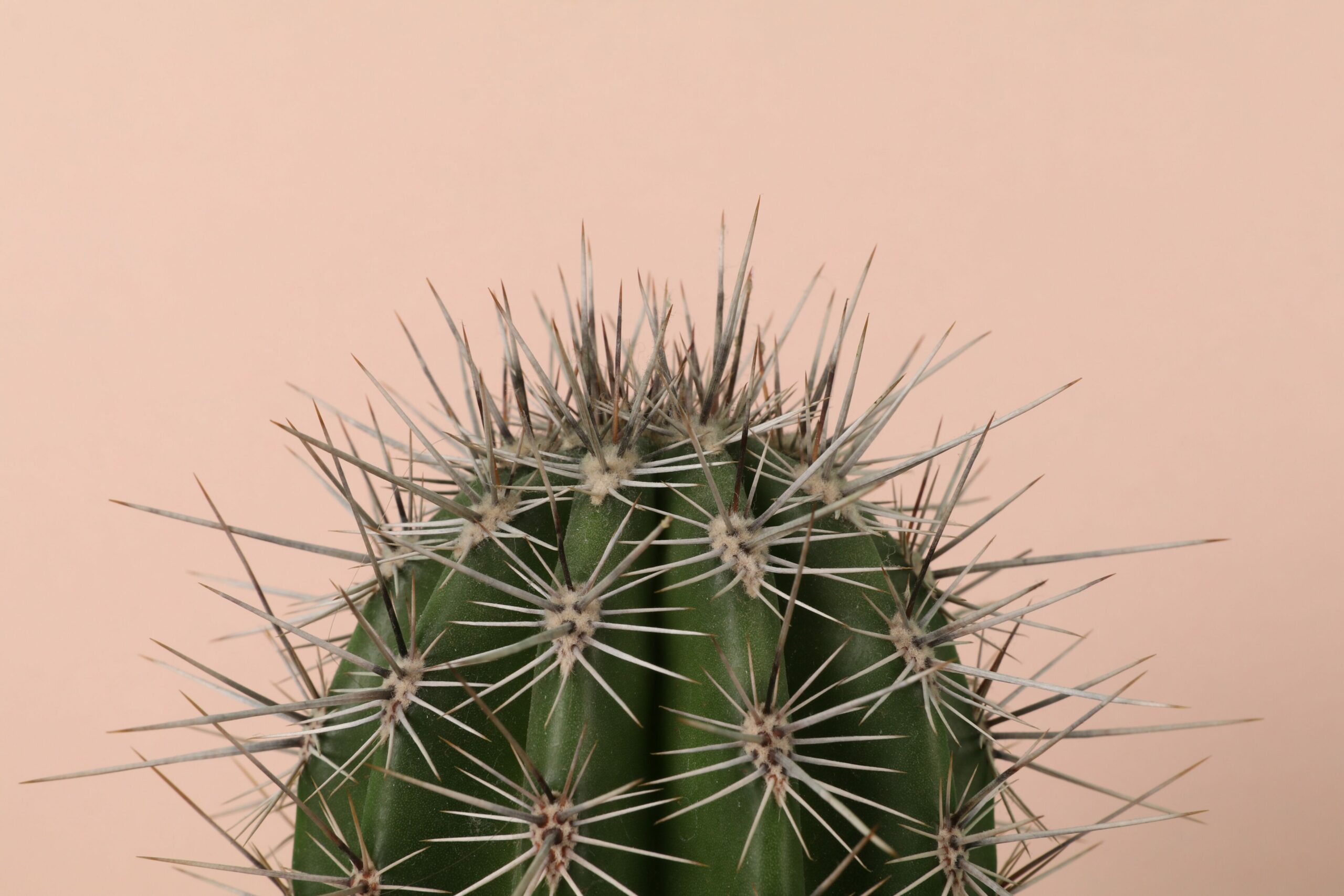 TCM-Akupunktur: Grüner Kaktus vor rosafarbener Wand