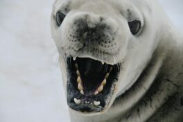 Zähneknirschen Nacht: grinsender Seelöwe