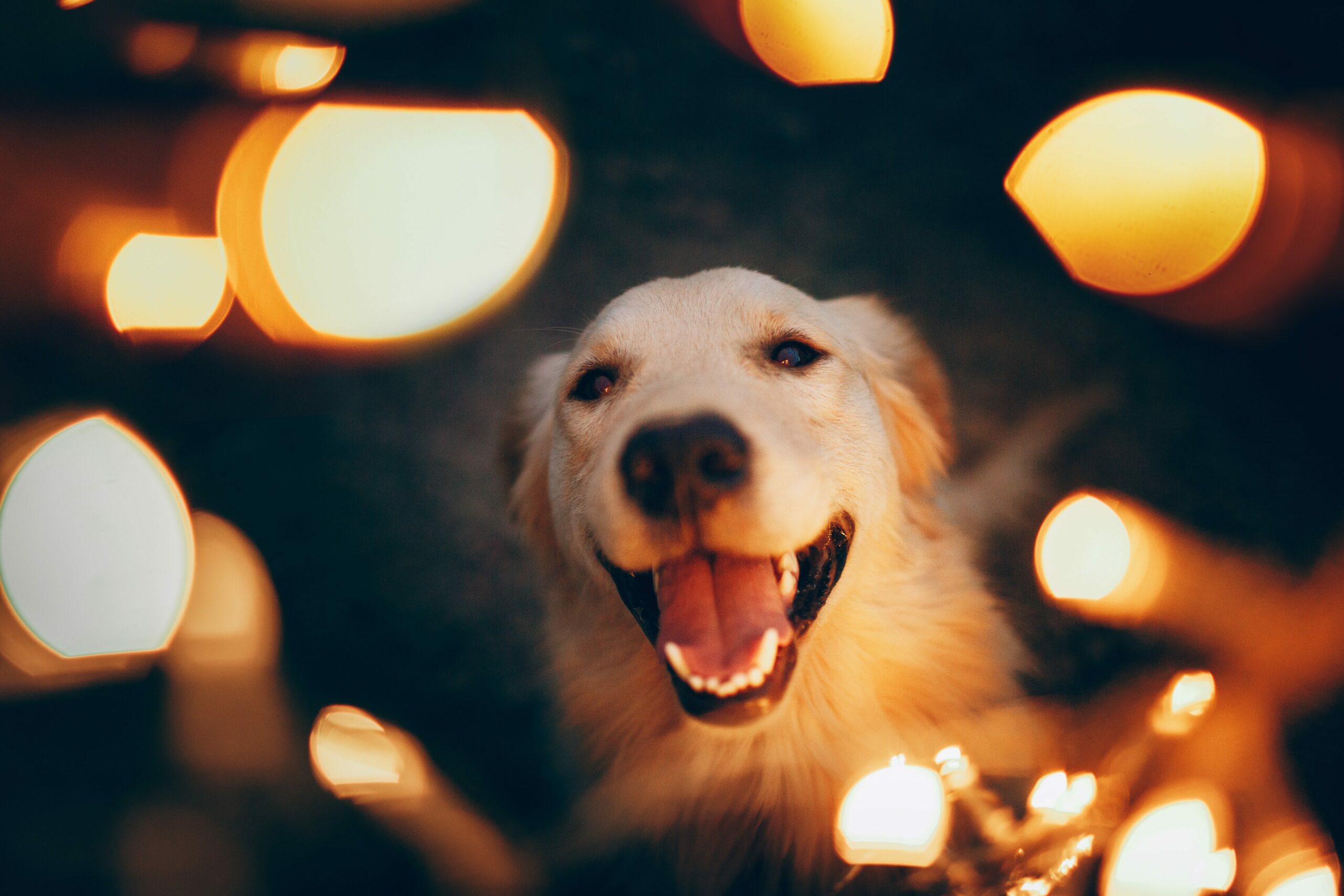 Glücklicher, heller Hund zwischen Lichtern