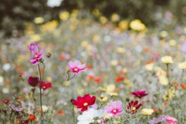 Pollen Klimawandel: bunte Blumenwiese