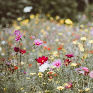 Pollen Klimawandel: bunte Blumenwiese