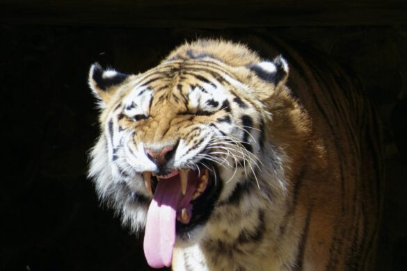 Schlechter Atem: Tiger verzieht das Gesicht und streckt die Zunge raus