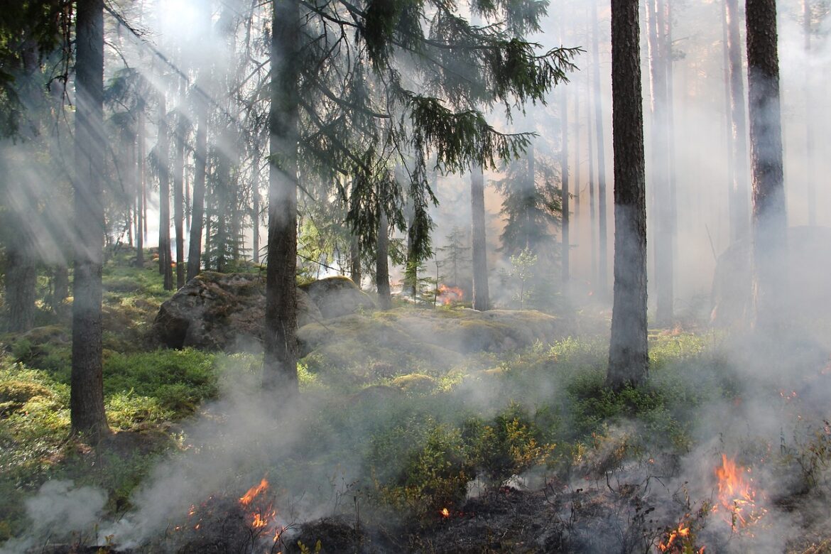Folgen Waldbrände: Feuer und aufsteigender Rauch im Wald.