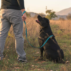 Epilepsiewarnhund: Ein schwarzer Labrador sitzt neben seinem Besitzer und blickt zu ihm auf.