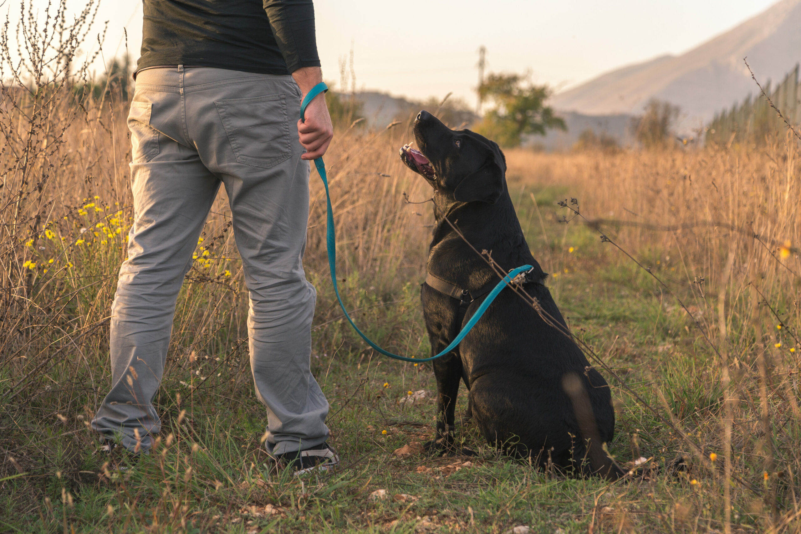 Epilepsiewarnhund: Ein schwarzer Labrador sitzt neben seinem Besitzer und blickt zu ihm auf.