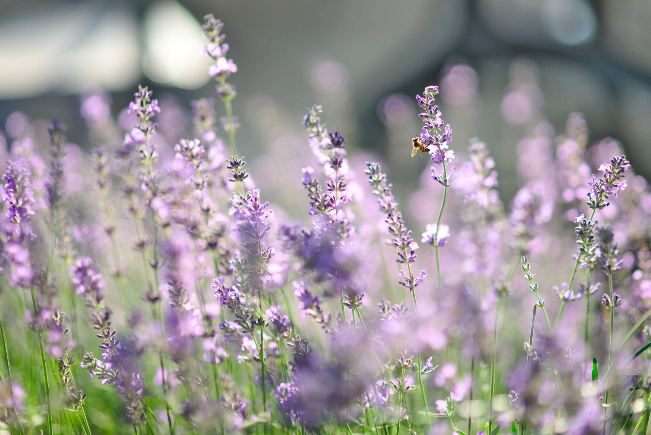 Aromatherapie Lavendel: Nahaufnahme von einem Lavendelbusch