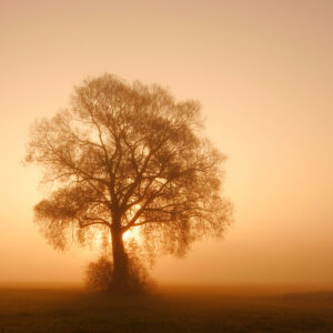 Lunge Aufgabe: Ein einzelner Baum steht im Nebel bei Sonnenaufgang.