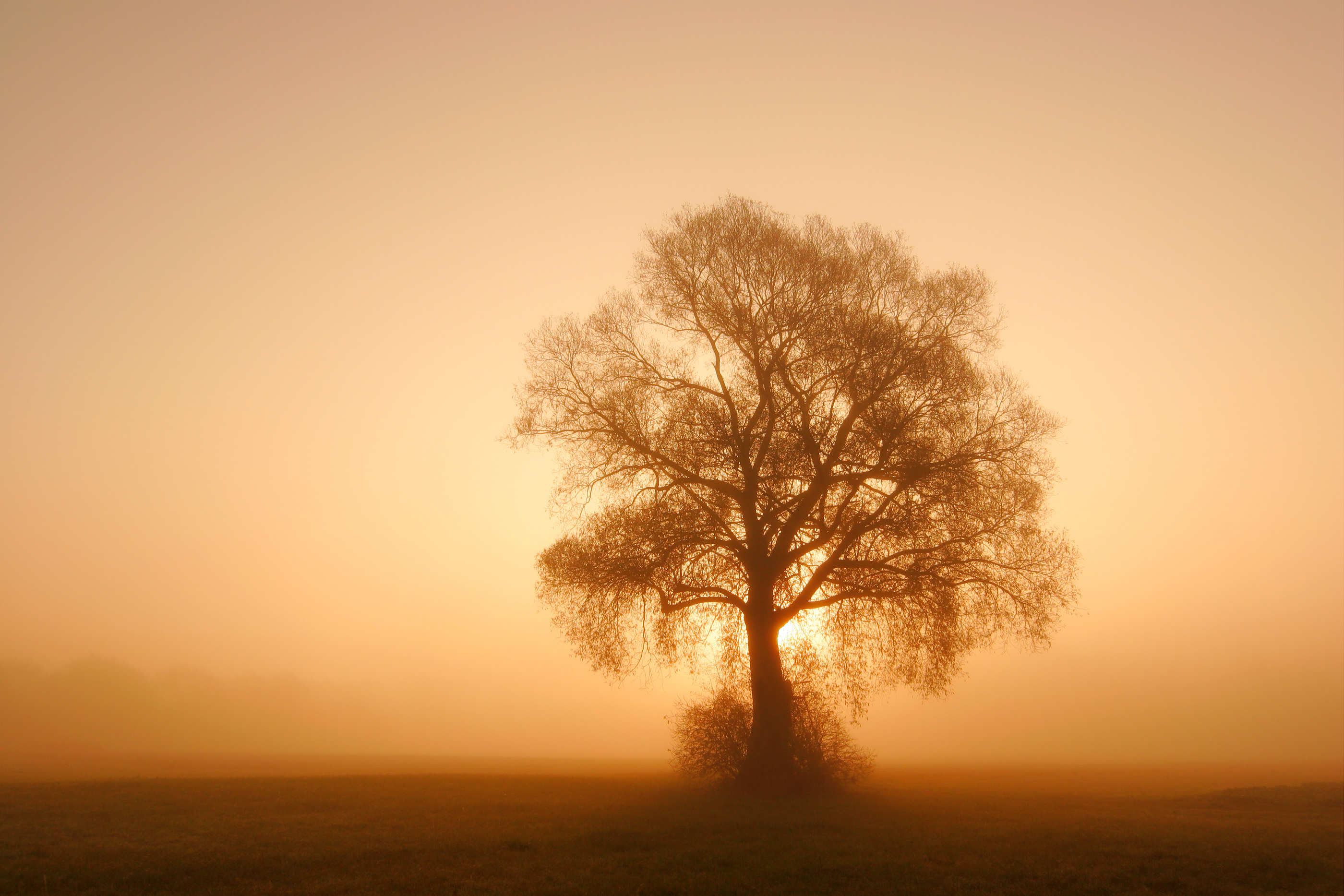Lunge Aufgabe: Ein einzelner Baum steht im Nebel bei Sonnenaufgang.