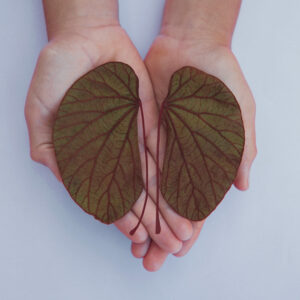 Aufgaben der Nieren_zwei Hände halten nierenförmige Blätter