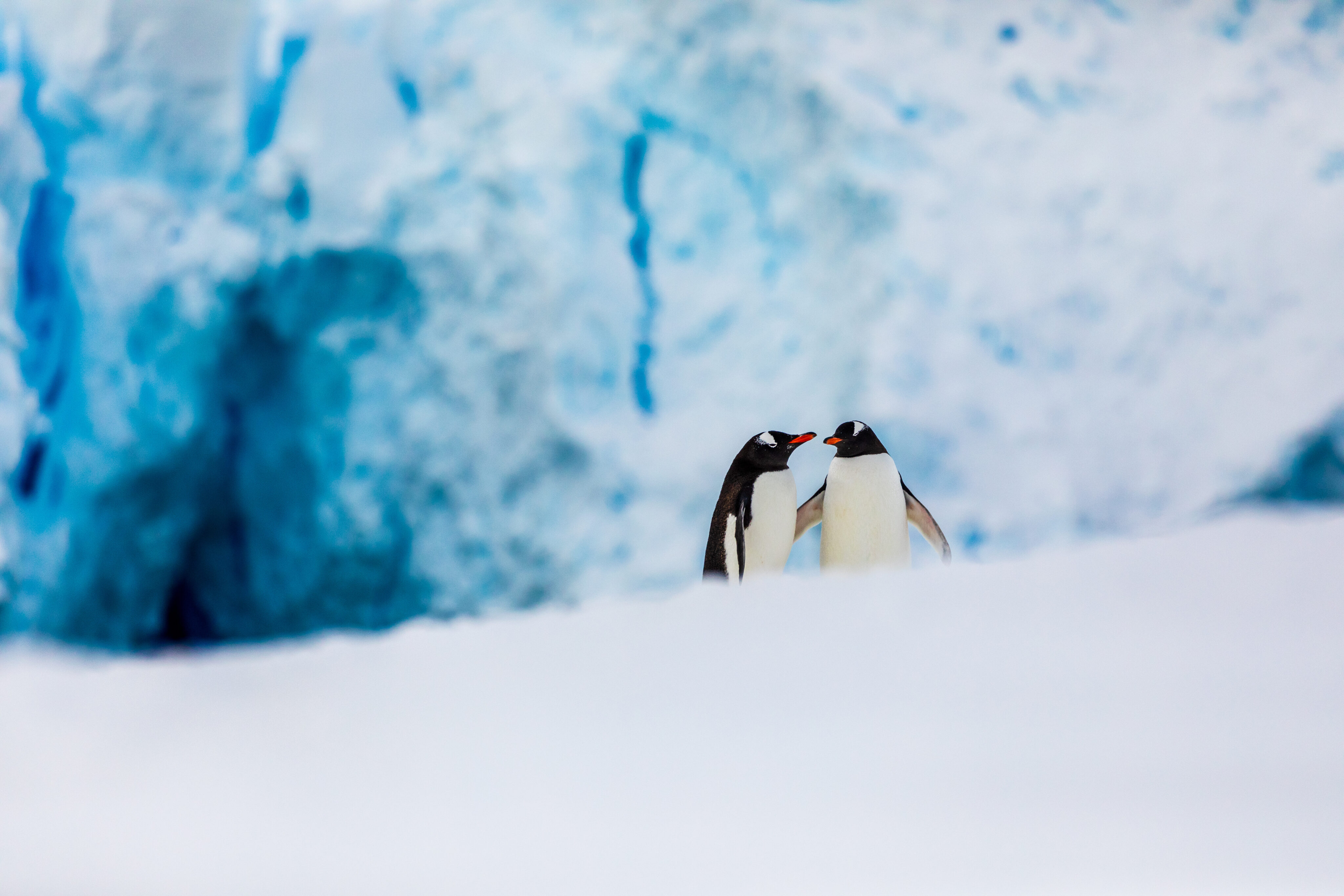 Kryotherapie Rheuma_ zwei Pinguine im Schnee