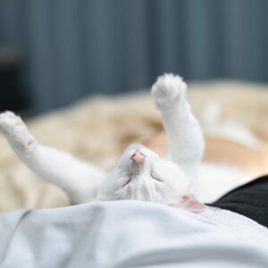 Powernap gesund: Weisse Katze schläft auf dem Rücken mit den Pfoten in der Luft