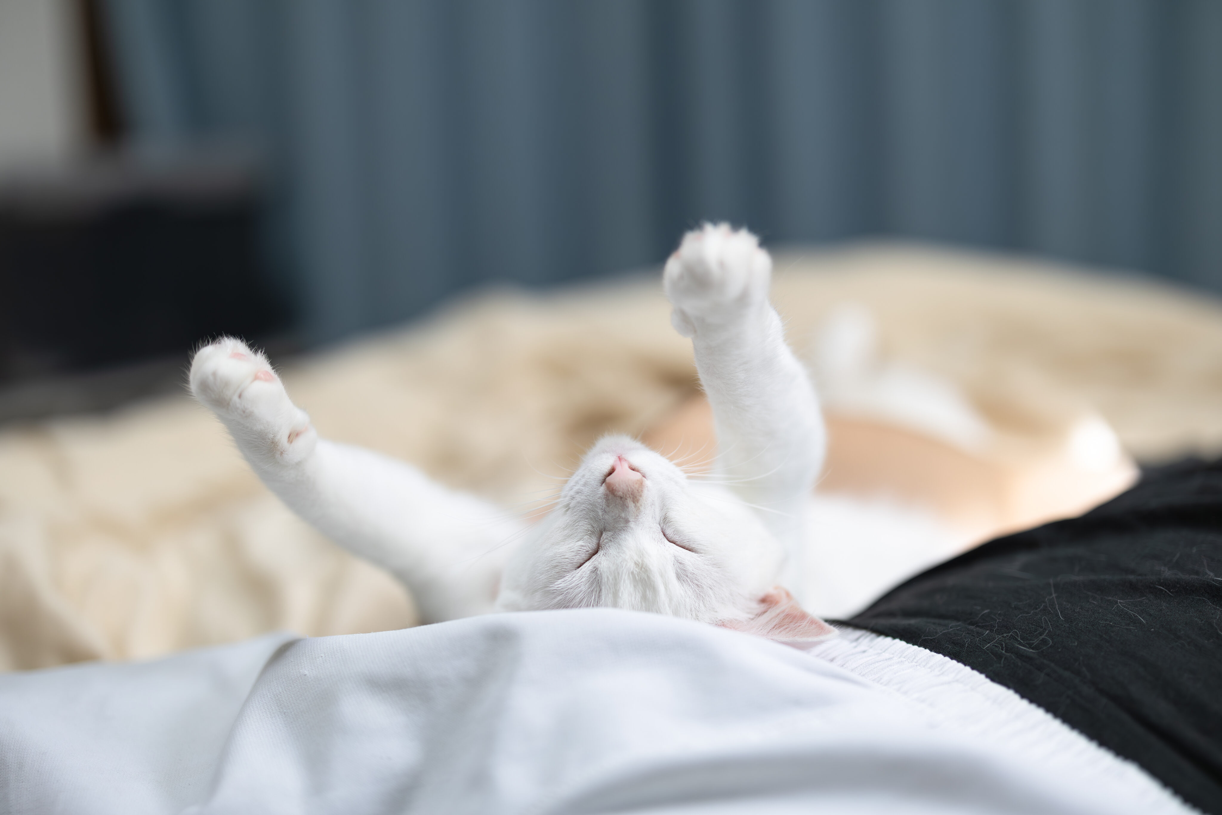 Powernap gesund: Weisse Katze schläft auf dem Rücken mit den Pfoten in der Luft