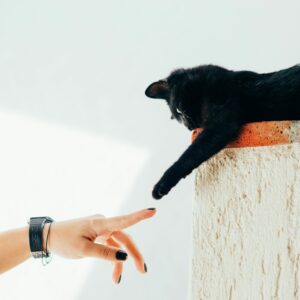 Toxoplasmose bei Schwangeren:Alternativtext: "Schwarze Katze streckt eine Pfote zu einer menschlichen Hand aus, ein Bild, das zur Sensibilisierung für Toxoplasmose bei Schwangeren beiträgt, eine Infektionskrankheit, die von Katzen übertragen werden kann und Vorsichtsmassnahmen während der Schwangerschaft erfordert.