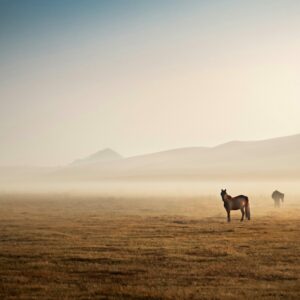 Gehirnnebel:Pferde, die in der frühen Morgenstunde durch den Nebel streifen, bieten ein visuelles Gleichnis für 'Gehirnnebel', ein häufiges Symptom von Long Covid, das die Klarheit des Denkens trübt.