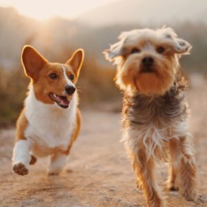 ADHS Hund: Zwei Hunde rennen fröhlich auf einer Landstrasse