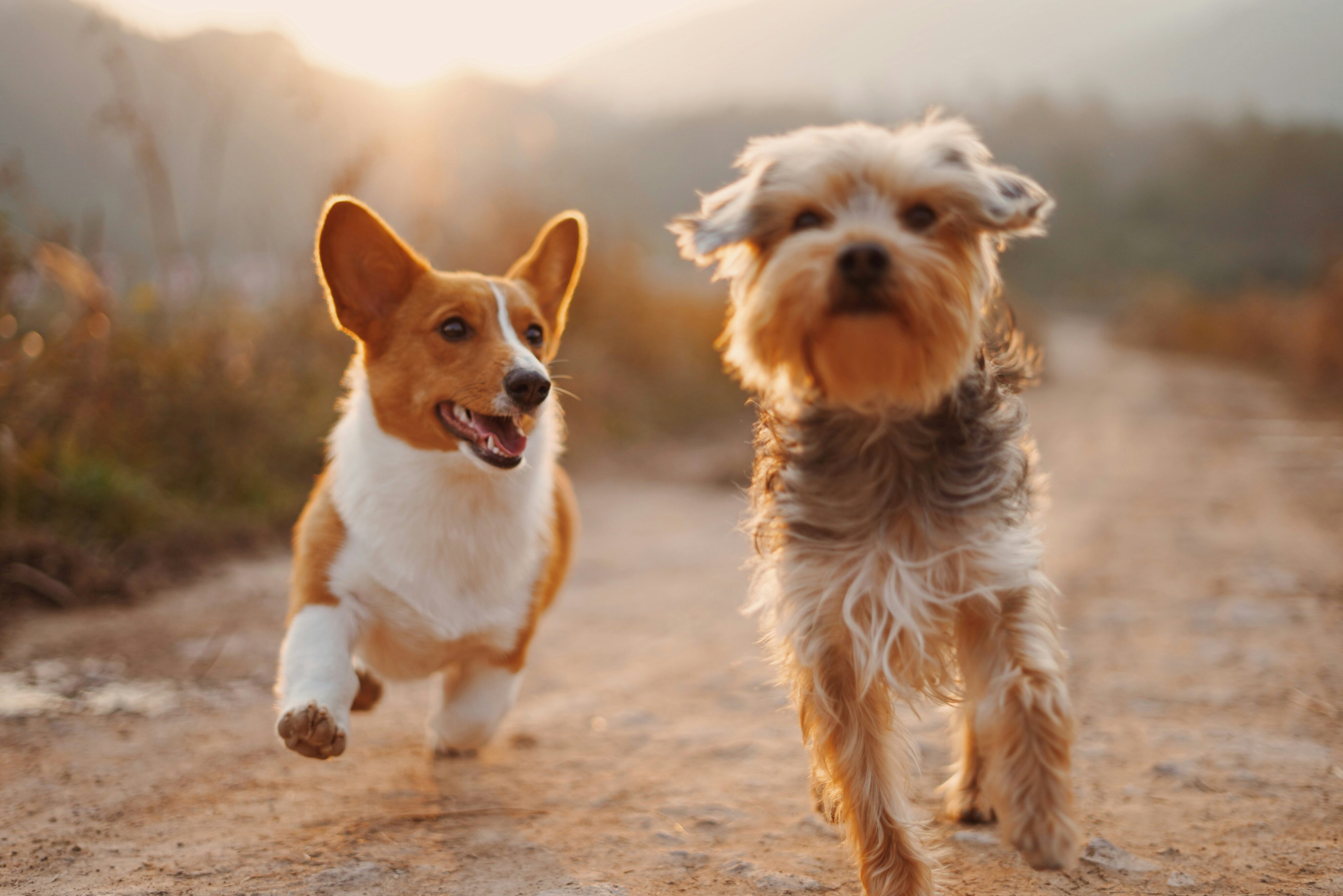 ADHS Hund: Zwei Hunde rennen fröhlich auf einer Landstrasse