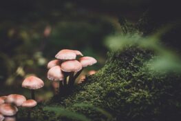 Symptome Mundsoor: Eine Gruppe brauner Pilze wächst auf einem mit Moos bedeckten Baumstumpf im Wald.