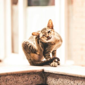 Krätze Symptome: Kleine Katze sitzt auf Mauer und kratzt sich am Ohr